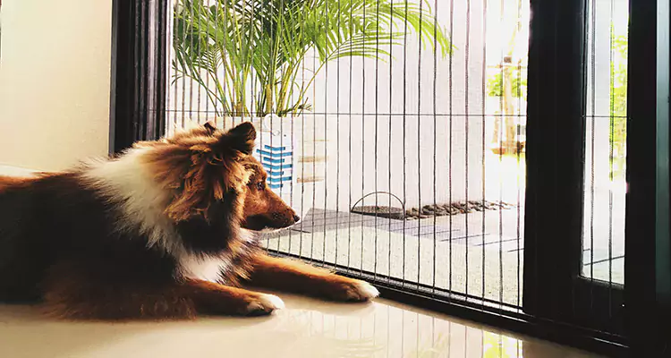 Sliding Screen Pet Door Repair in Lake Magdalene, FL